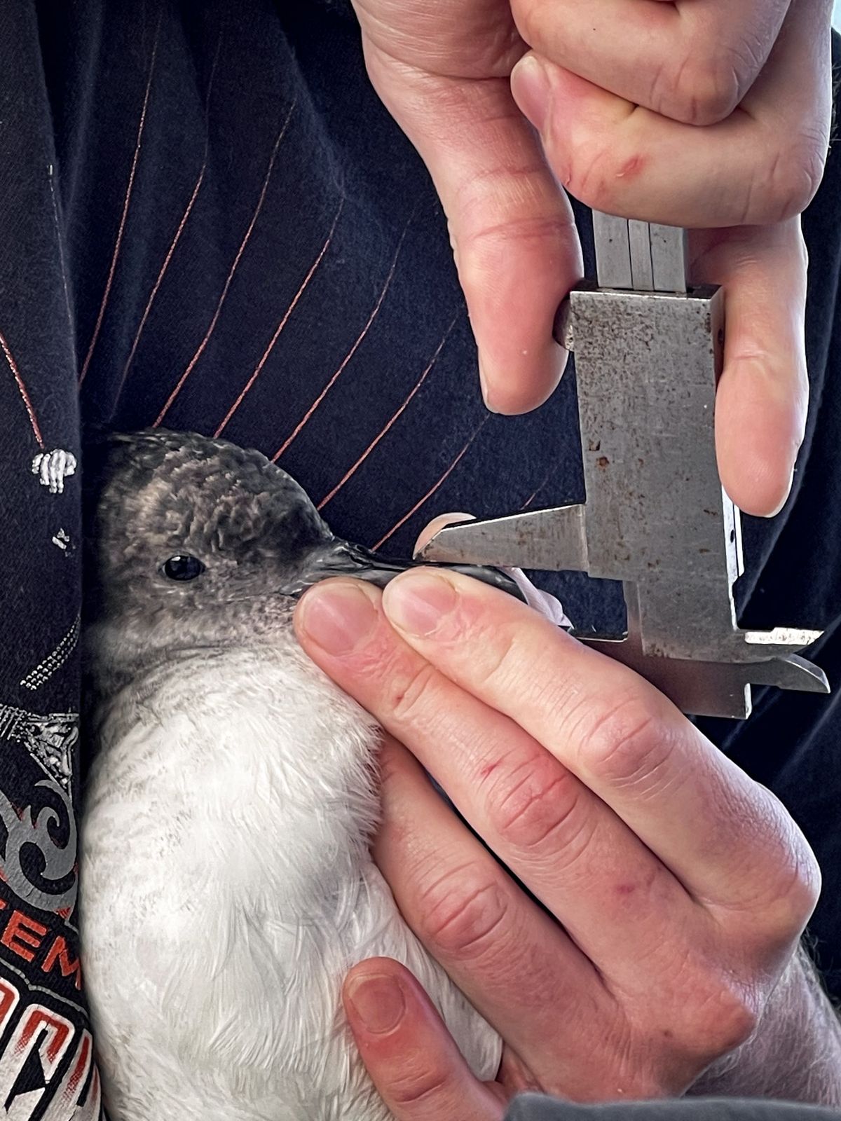 Mesure d’un oiseau marin au pied à coulisse, mission scientifique en mer