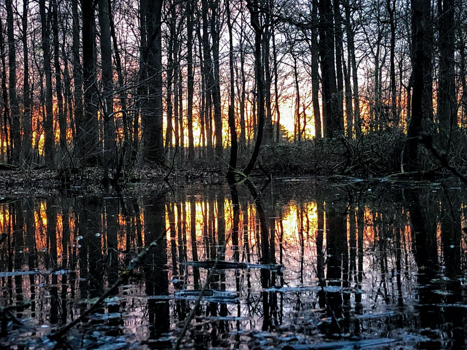 Forêt inondée au coucher du soleil