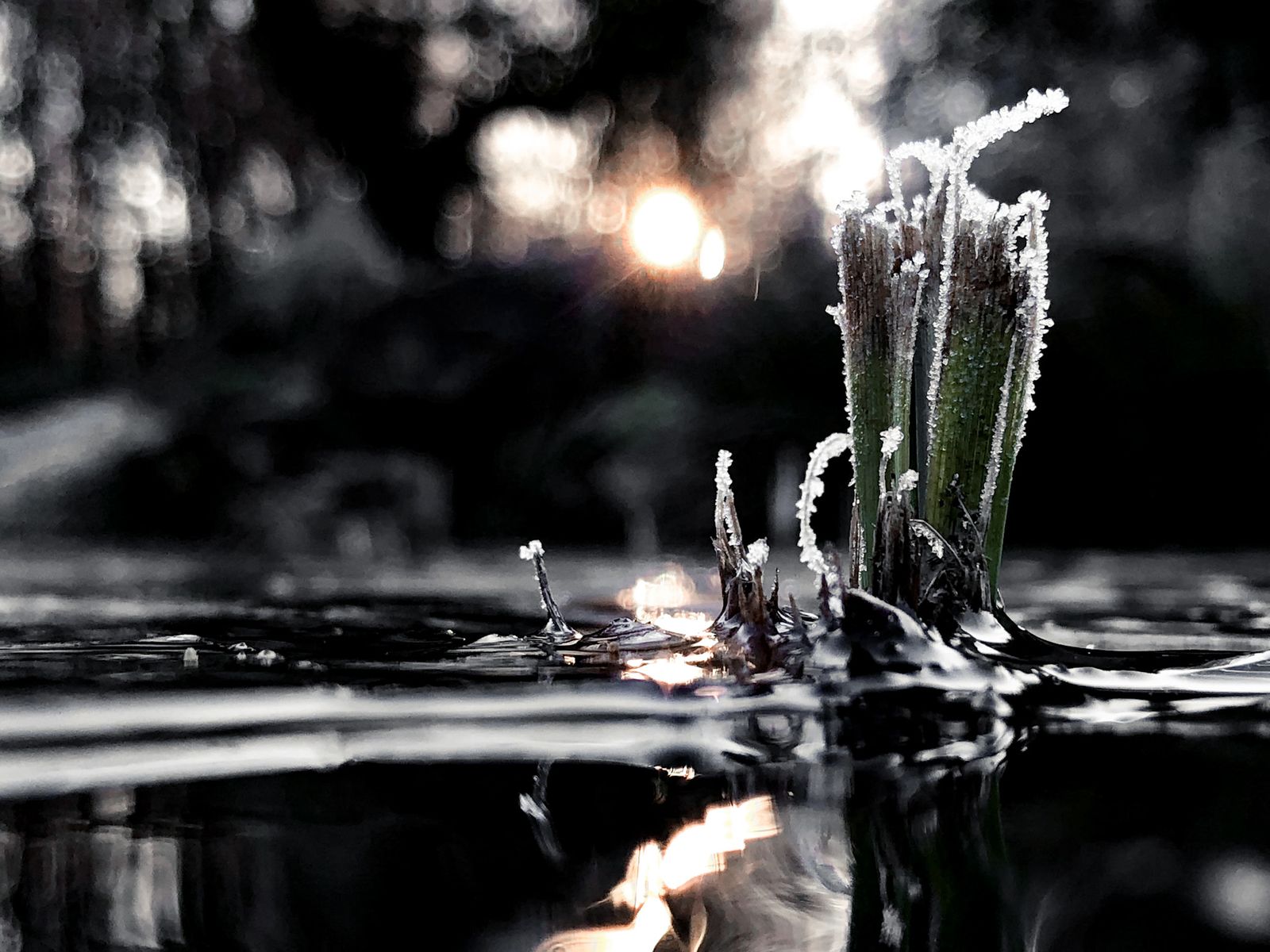 Plante au bord de l’eau à contre-jour