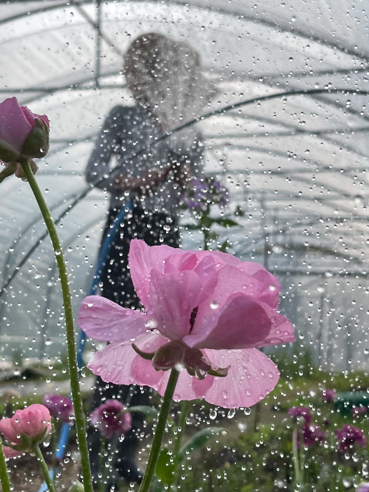 Tulipe rose au premier plan sous une serre
