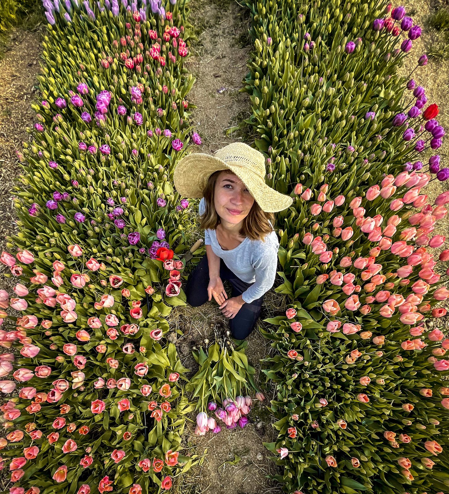 Productrice au chapeau de paille entre les rangs de tulipes, vue du dessus
