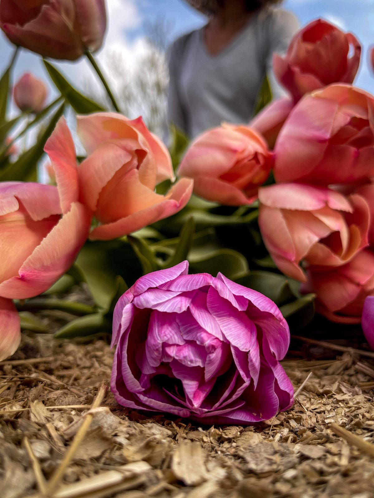 Tulipe pourpre posée sur la paille devant des tulipes orangées