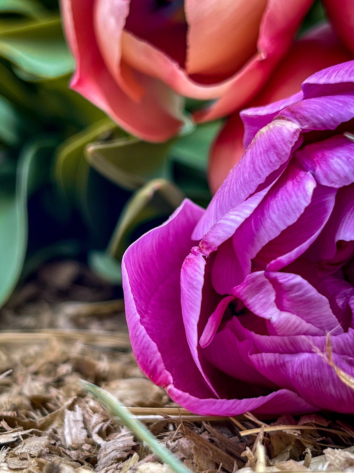 Gros plan sur une tulipe pourpre parmi des tulipes orangées