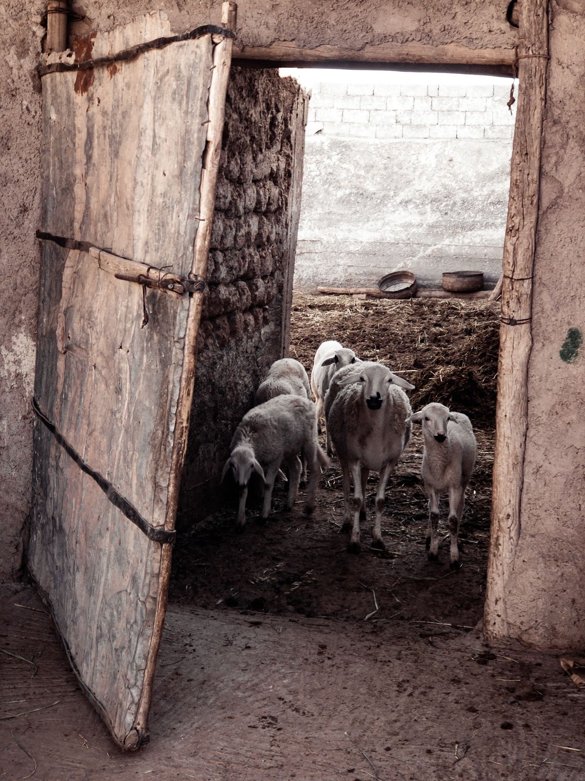 Moutons dans une étable, porte entrouverte